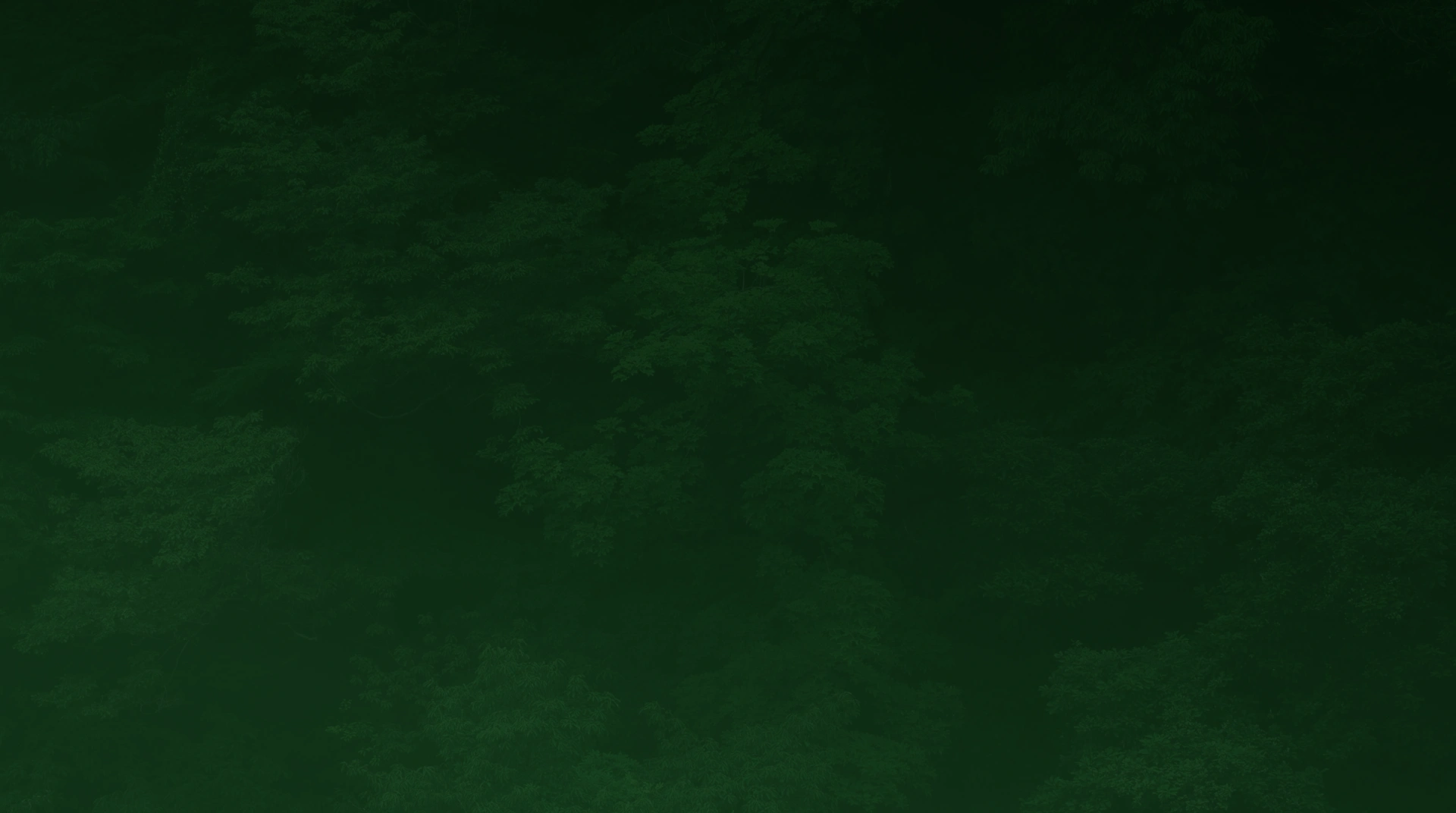 Dark green foliage background texture with a subtle gradient fade