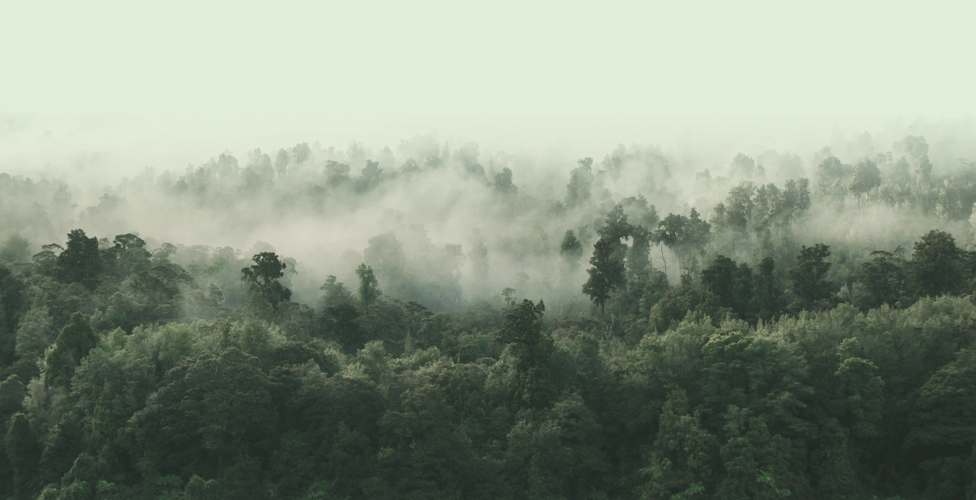 Aerial view of a misty green forest canopy with fog drifting between the treetops