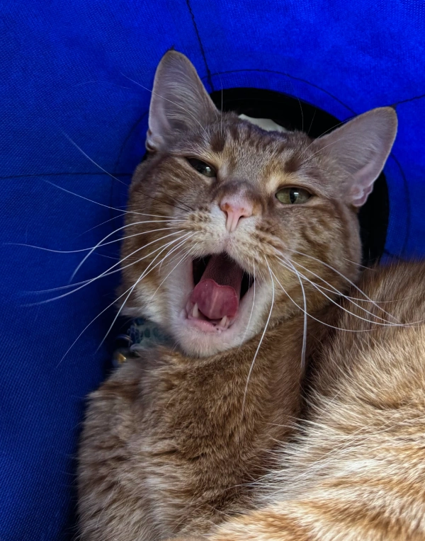 Dental Examination