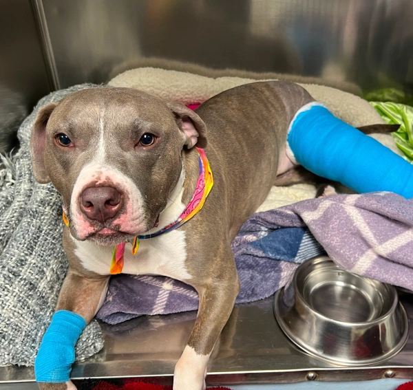 Tumor & Growth Removal