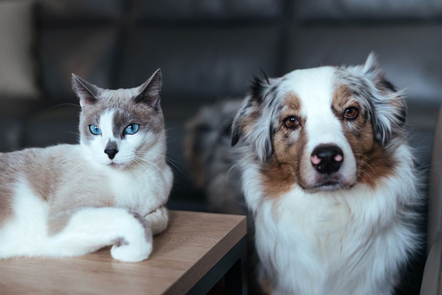 urgent-pet-care
